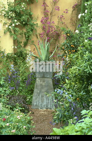 Close-up de plus en plus d'agave dans le récipient en terre cuite contre mur avec des bougainvilliers violets Banque D'Images