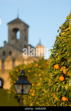 Orangers dans les jardins de l'Alcazar, Cordoue, Espagne Banque D'Images