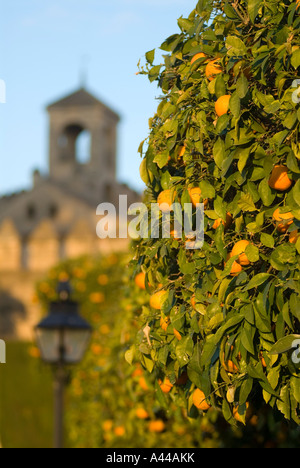 Orangers dans les jardins de l'Alcazar, Cordoue, Espagne Banque D'Images