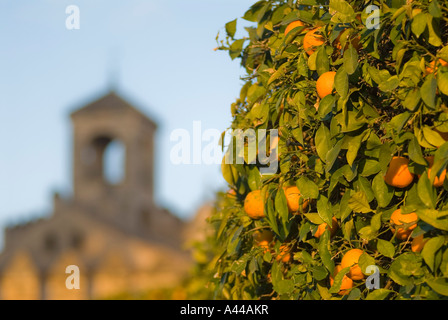 Orangers dans les jardins de l'Alcazar, Cordoue, Espagne Banque D'Images