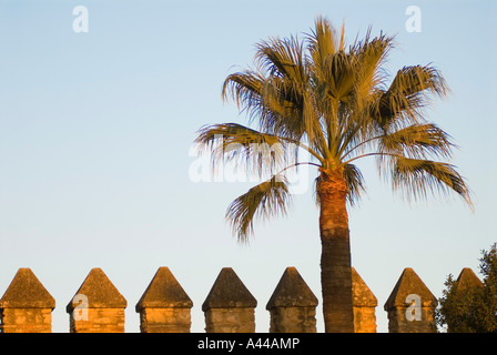 Palmier et remparts du château, de l'Alcazar, Cordoue, Espagne Banque D'Images