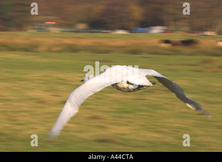 Europe Royaume-Uni Angleterre swan volant bas au-dessus du sol Banque D'Images