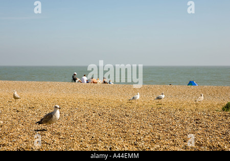 Famille de mouettes qui ont une famille humaine dans l'arrière-plan sur la plage d'Aldeburgh en Angleterre Suffolk shot Septembre 2006 Banque D'Images