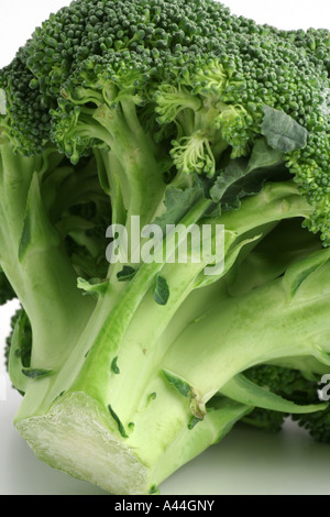 Le Brocoli (Brassica oleracea) Banque D'Images