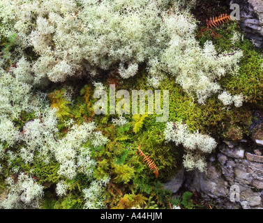 Mousses et lichens, Ecosse Banque D'Images