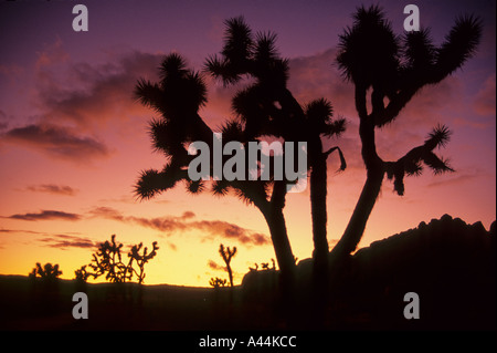 Coucher de soleil derrière les arbres dans la vallée cachée de Joshua Joshua Tree National Park California USA Banque D'Images