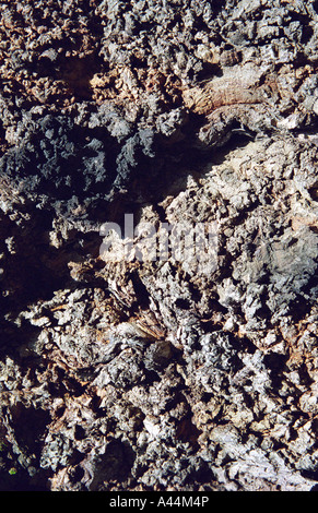 L'écorce des arbres, Bold Street, Manchester, Angleterre, hiver 2006-2007 Banque D'Images