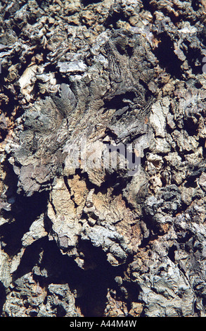 L'écorce des arbres, Bold Street, Manchester, Angleterre, hiver 2006-2007 Banque D'Images