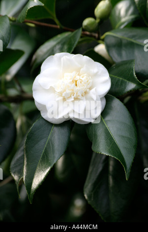 Camellia japonica blanc Trewithen Banque D'Images