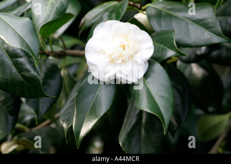 Camellia japonica blanc Trewithen Banque D'Images