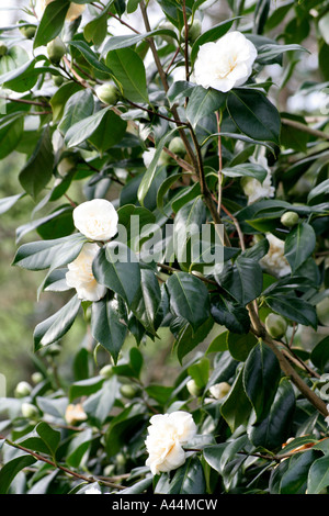 Camellia japonica blanc Trewithen Banque D'Images