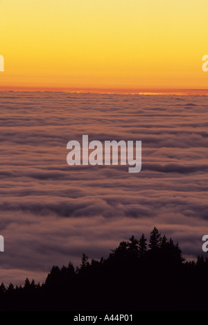 Coucher de soleil sur l'épais brouillard sur les pentes du Mont Tamalpais State Park California USA Banque D'Images