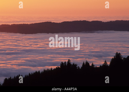 Coucher de soleil sur l'épais brouillard sur les pentes du Mont Tamalpais State Park California USA Banque D'Images