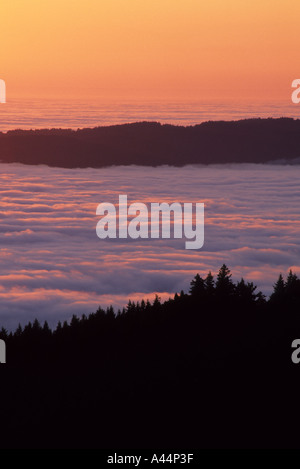 Coucher de soleil sur l'épais brouillard sur les pentes du Mont Tamalpais State Park California USA Banque D'Images