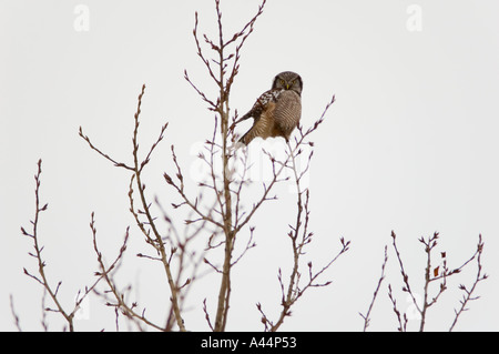 Chouette épervière perché dans l'arbre la chasse Banque D'Images