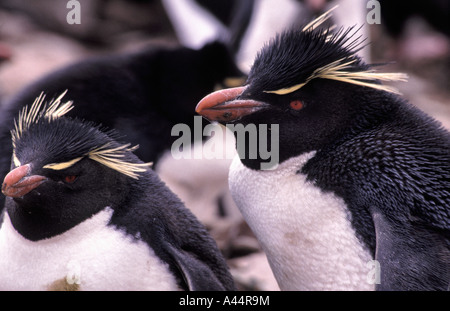 Deux Gorfous sauteurs photographié sur l'île de Sea Lion Iles Falkland Banque D'Images