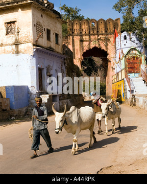 Inde Rajasthan Bundi hommes conduisant des boeufs dans la vieille ville porte à Jait Segar Lake Banque D'Images