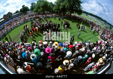 Boîtier unsaddling à Royal Ascot réunion course de chevaux montrant Première Deuxième Troisième chevaux gagnants avec foule bien habillé Banque D'Images