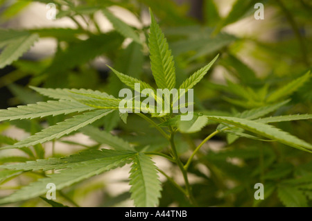 Gros plan du feuillage vert de la plante cannabis sativa Banque D'Images