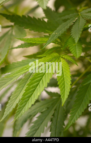 Gros plan du feuillage vert de la plante cannabis sativa Banque D'Images