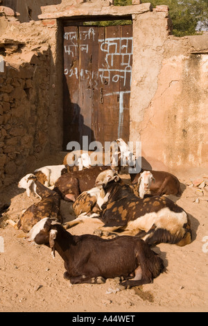 Inde Rajasthan Jaipur Samode près de chèvres près de l'entrée de la petite maison de village Banque D'Images