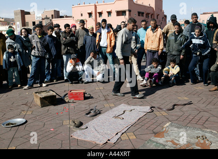 Charmeurs de rassembler une foule, Place Jemaa El Fna, la place principale de Marrakech / Marrakech Maroc, l'Afrique du Nord, 2007 Banque D'Images