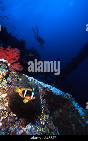 Twobar poisson clown Amphiprion bicinctus sur épave Numidia et plongeur en arrière-plan l'île de Big Brother Les Frères Mer Rouge Banque D'Images