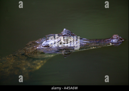 Caïman à lunettes, Caiman crocodilus, sci.name : dans un lac à, au parc national Isla Bastimentos, République du Panama. Banque D'Images