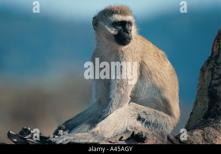 Portrait de face noir et un singe dans le cratère du Ngorongoro en Tanzanie Banque D'Images