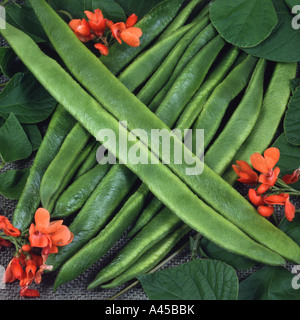 Les haricots d'Espagne. "Scarlet Emperor' Banque D'Images