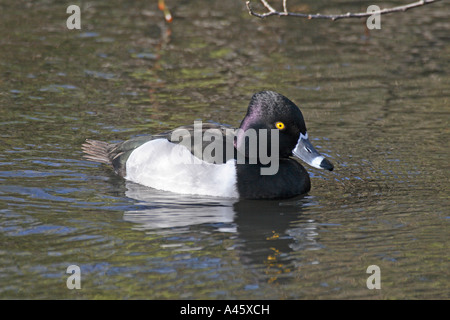 RING CANARD MORILLON Aythya collaris DRAKE PISCINE VUE AVANT Banque D'Images