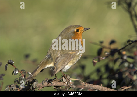 Eurasian Erithacus rubecula aux abords des profils perché sur une branche Cotoneaster, Todwick, South Yorkshire, Angleterre Banque D'Images