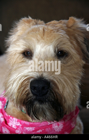 Wheaten Terrier wearing bandana close up of head Banque D'Images