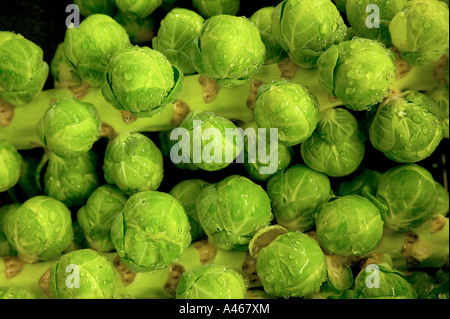 Choux de Bruxelles sur les tiges récoltées, marché des producteurs. Banque D'Images