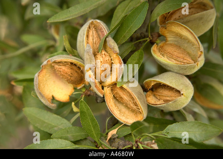 La direction générale de l'élevage, Amandes Banque D'Images