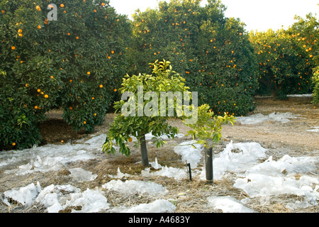 Verger Orange glace formé résultant de l'irrigation par aspersion. Banque D'Images