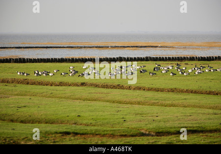 DEU Allemagne Schleswig Holstein les oiseaux de mer sur les prés-salés à Hillgroven Banque D'Images