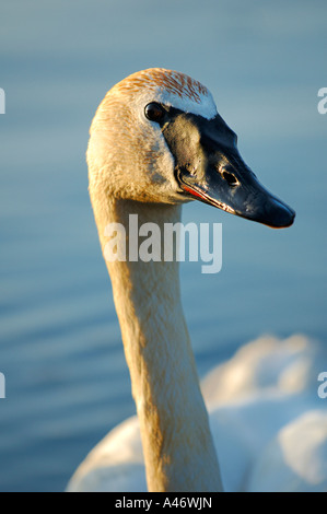 Cygne trompette (Cygnus buccinator), Alaska, USA Banque D'Images