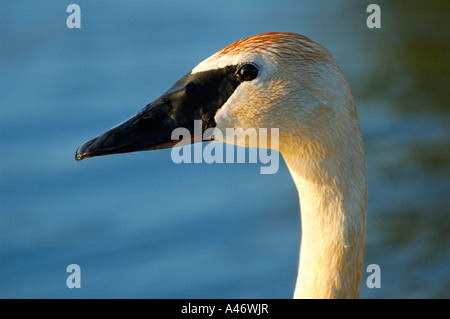 Cygne trompette (Cygnus buccinator), Alaska, USA Banque D'Images