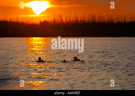 Au coucher du soleil au bord du lac de la Great Northern Diver [Gavia immer), couple avec deux jeunes plongeurs, Alaska, USA Banque D'Images