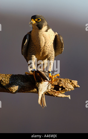 Le faucon pèlerin (Falco peregrinus) est assis sur une branche avec sa proie, un arbre mort Sprague (Anthus trivialis), Allemagne Banque D'Images