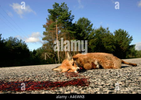 Renard roux Banque D'Images