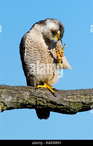 Le faucon pèlerin (Falco peregrinus) est assis sur une branche et preens ses plumes, Allemagne Banque D'Images
