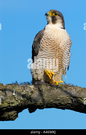 Le faucon pèlerin (Falco peregrinus) est assis sur une branche, Allemagne Banque D'Images