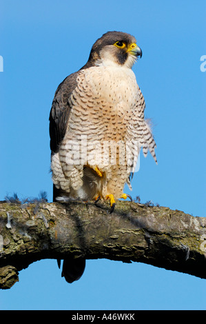 Le faucon pèlerin (Falco peregrinus) est assis sur une branche, Allemagne Banque D'Images