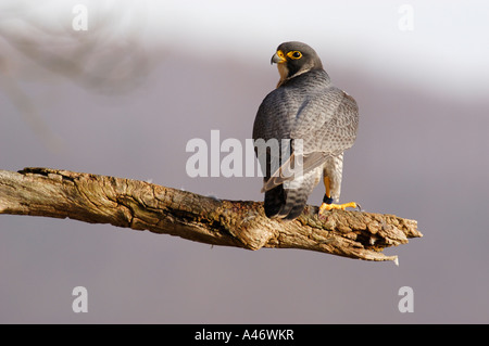 Le faucon pèlerin (Falco peregrinus) est assis sur une branche, Allemagne Banque D'Images