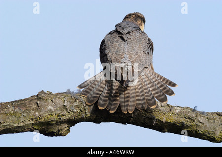 Le faucon pèlerin (Falco peregrinus), plume, plume de queue de, Allemagne Banque D'Images