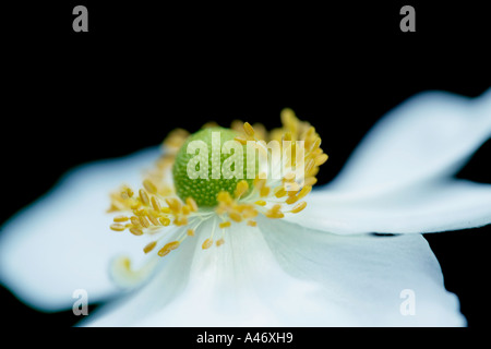 Close up of a white Anemone japonais Banque D'Images