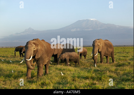 African elephant Loxodonta africana Elephant herd avec le Kilimandjaro en arrière-plan la montagne du Parc National d'Amboseli au Kenya Banque D'Images