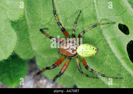 Araignée Araignée Courge potiron Banque D'Images